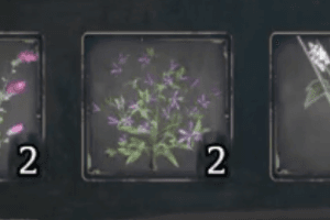 Fluxweed Stem