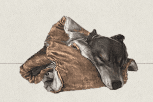 Mongrel Fur
