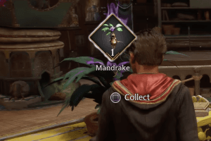 Mandrake